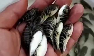 一夜变大的肚子 一夜变大的肚子